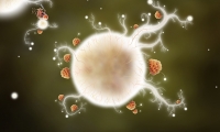 Trailer: Botanicula (Amanita Design)