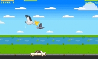 Pelican Lost