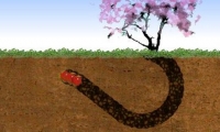 Worm Madness