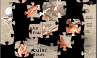 Muscular Jigsaw