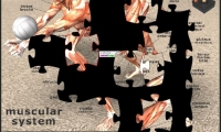 Muscular Jigsaw