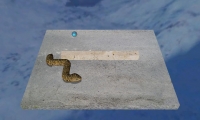 GL Snake 2007