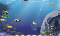 Growing Fish
