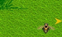 HoneyHunt 