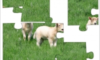Jigsaw: Lambs