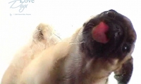 Must Love Dogs