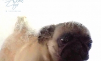 Must Love Dogs