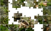 Forest frog 