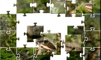 Forest frog 