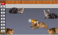 Wake Up, Pussycat! Poke! Poke!