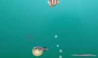 Shooting Fish