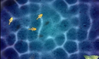 Dodge Fishy