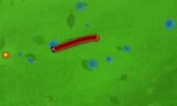 Garden Bug