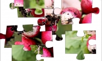 Jigsaw: Radishes