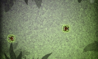 Tangled Bugs