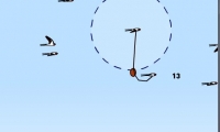 Swallows
