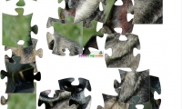 Dog Jigsaw Puzzle