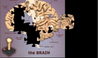 Brain Jigsaw