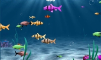 Franky the Fish
