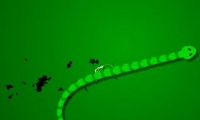 Green Mamba