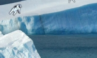 Polar Bear Crossing