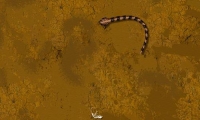 The Python