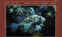 Colorful Fish