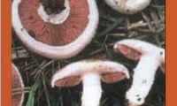 Pocket Champignons