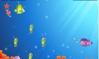 Star Fish