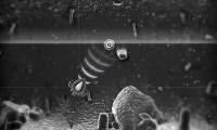 Nanozoa