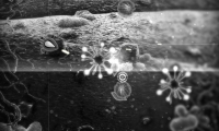 Nanozoa