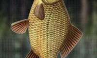 Lake Fishing 2