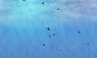 The New Hungry Fish!