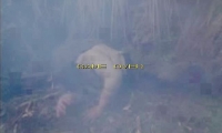 Power Rangers Dino Thunder 1