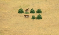African Farm