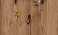 Ant Smasher