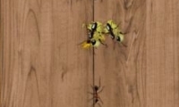 Ant Smasher