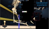 Skeletal Jigsaw