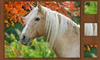 Parts of Picture: Horse