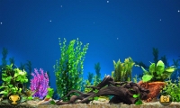 Fish Predator