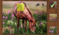 Parts of Picture: Horse