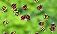 Bugs Circle