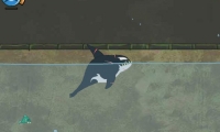 Killer Whale