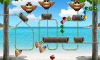 Pestering Birds