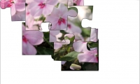 Jigsaw: Soft Pink Flowers