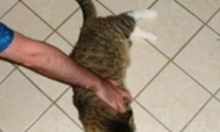 Spin the Cat
