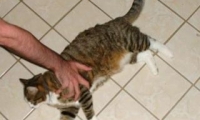 Spin the Cat