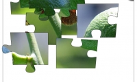 Jigsaw: Limebug