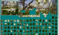 Jigsaw Solver 17