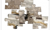 Jigsaw: Giant Ant